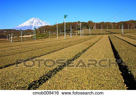 Shizuoka Prefecture, Japan View Large Photo Image Stock Photograph - Shizuoka Prefecture, Japan. Fotosearch