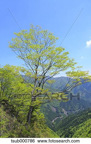 Shizuoka Prefecture, Japan View Large Photo Image Stock Photograph - Shizuoka Prefecture, Japan. Fotosearch