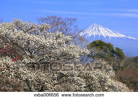 Shizuoka Prefecture, Japan View Large Photo Image Stock Photograph - Shizuoka Prefecture, Japan. Fotosearch