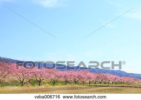Shizuoka Prefecture, Japan View Large Photo Image Stock Photograph - Shizuoka Prefecture, Japan. Fotosearch