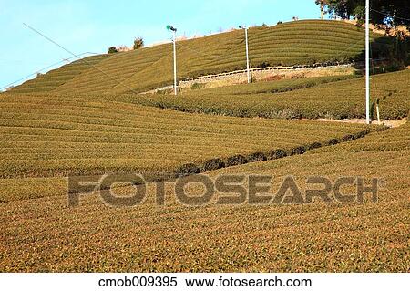 Shizuoka Prefecture, Japan View Large Photo Image Stock Photography - Shizuoka Prefecture, Japan. Fotosearch