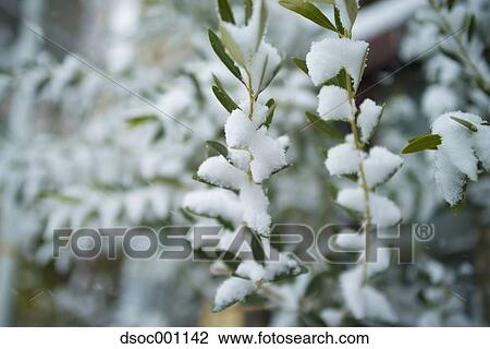Snow in Tokyo, Japan View Large Photo Image Stock Image - Snow in Tokyo, Japan. Fotosearch