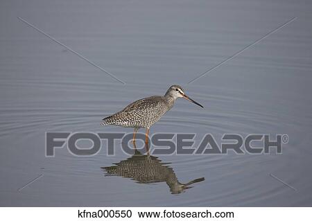 Spotted Redshank View Large Photo Image Stock Image - Spotted Redshank. Fotosearch