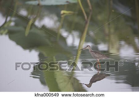 Spotted Redshank View Large Photo Image Stock Photo - Spotted Redshank. Fotosearch