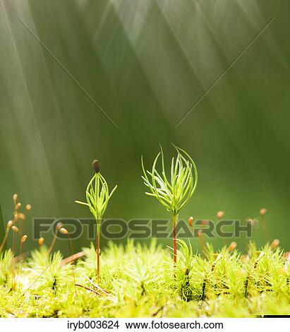Sprouting leaves View Large Photo Image Picture - Sprouting leaves. Fotosearch