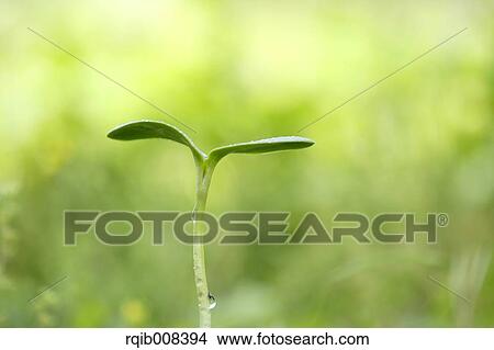 Sprouting leaves View Large Photo Image Picture - Sprouting leaves. Fotosearch