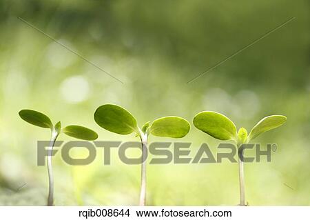 Picture - Sprouting leaves. Fotosearch