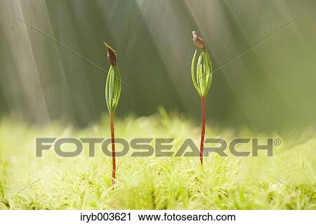 Stock Image - Sprouting leaves. Fotosearch