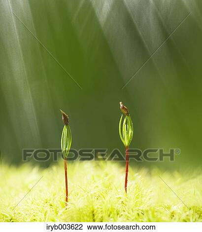 Sprouting leaves View Large Photo Image Stock Image - Sprouting leaves. Fotosearch