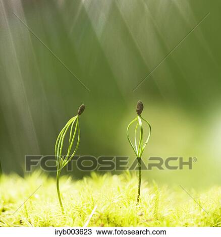 Sprouting leaves View Large Photo Image Stock Image - Sprouting leaves. Fotosearch