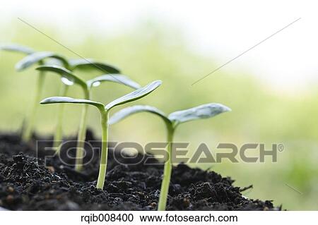 Sprouting leaves View Large Photo Image Stock Image - Sprouting leaves. Fotosearch