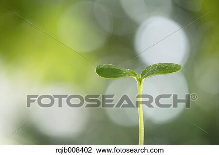 Sprouting leaves View Large Photo Image Stock Image - Sprouting leaves. Fotosearch