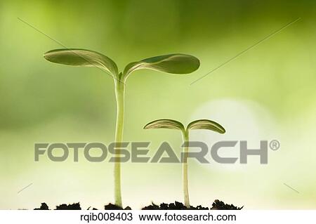 Sprouting leaves View Large Photo Image Stock Image - Sprouting leaves. Fotosearch
