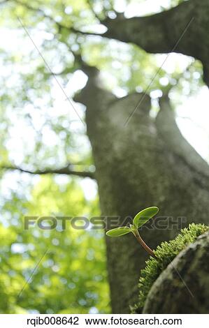 Sprouting leaves View Large Photo Image Stock Image - Sprouting leaves. Fotosearch