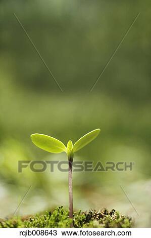 Sprouting leaves View Large Photo Image Stock Image - Sprouting leaves. Fotosearch