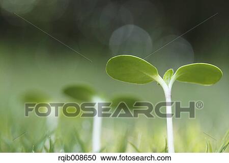 Sprouting leaves View Large Photo Image Stock Image - Sprouting leaves. Fotosearch
