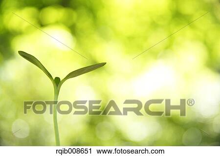 Sprouting leaves View Large Photo Image Stock Image - Sprouting leaves. Fotosearch
