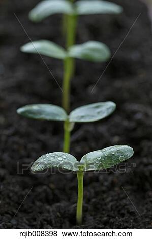 Stock Photo - Sprouting leaves. Fotosearch