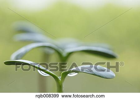 Sprouting leaves View Large Photo Image Stock Photo - Sprouting leaves. Fotosearch