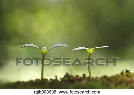 Stock Photo - Sprouting leaves. Fotosearch
