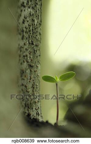 Stock Photo - Sprouting leaves. Fotosearch