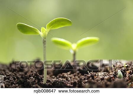 Stock Photo - Sprouting leaves. Fotosearch