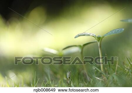 Sprouting leaves View Large Photo Image Stock Photo - Sprouting leaves. Fotosearch