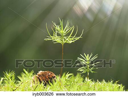 Sprouting leaves View Large Photo Image Stock Photograph - Sprouting leaves. Fotosearch