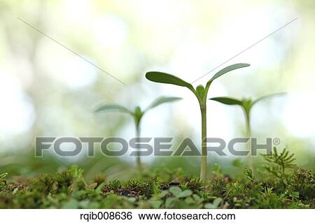 Stock Photograph - Sprouting leaves. Fotosearch