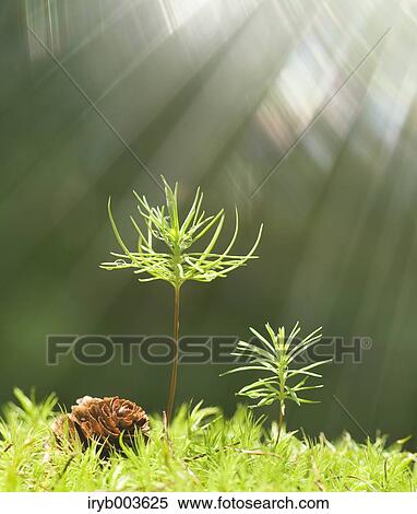 Stock Photography - Sprouting leaves. Fotosearch