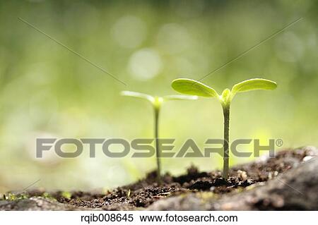 Stock Photography - Sprouting leaves. Fotosearch