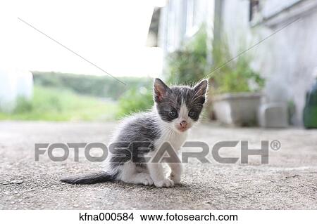 Picture - Stray cat. Fotosearch