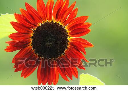 Stock Photography - Sunflower. Fotosearch