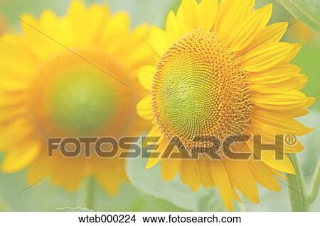 Picture - Sunflowers. Fotosearch