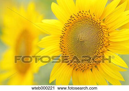 Sunflowers View Large Photo Image Stock Image - Sunflowers. Fotosearch