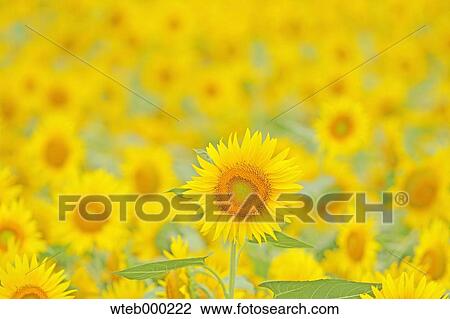 Stock Image - Sunflowers. Fotosearch