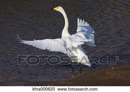 Swan View Large Photo Image Stock Image - Swan. Fotosearch