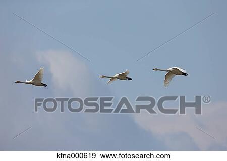 Stock Photo - Swans flying. Fotosearch