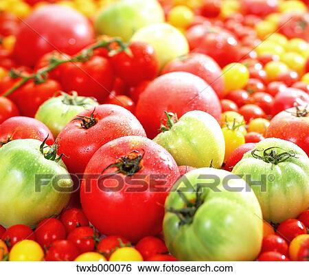 Tomatoes View Large Photo Image Stock Photograph - Tomatoes. Fotosearch
