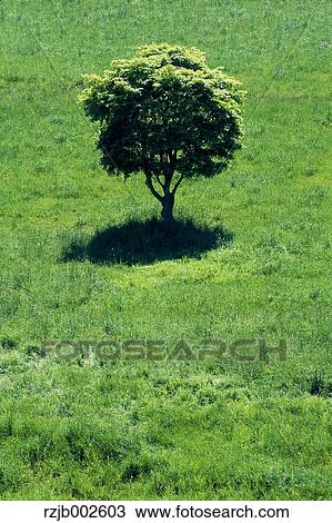 Tree on grassland View Large Photo Image Stock Image - Tree on grassland. Fotosearch