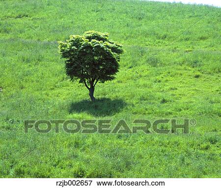 Tree on grassland View Large Photo Image Stock Photo - Tree on grassland. Fotosearch