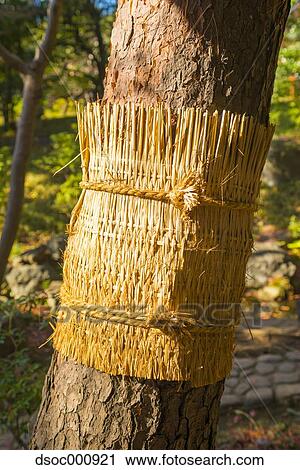 Tree wrapped in straw View Large Photo Image Stock Image - Tree wrapped in straw. Fotosearch
