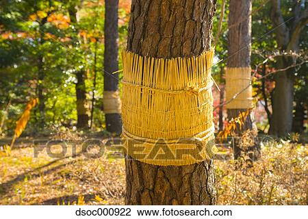 Tree wrapped in straw View Large Photo Image Stock Image - Tree wrapped in straw. Fotosearch