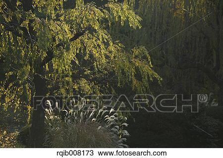 Stock Image - Trees and greenery. Fotosearch