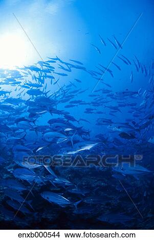 Underwater life View Large Photo Image Picture - Underwater life. Fotosearch