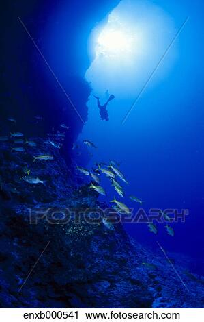 Underwater life View Large Photo Image Stock Image - Underwater life. Fotosearch