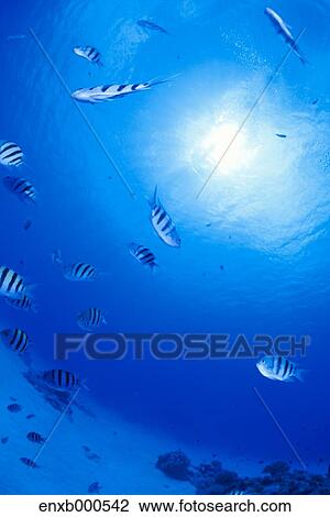 Underwater life View Large Photo Image Stock Image - Underwater life. Fotosearch