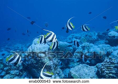 Stock Image - Underwater life. Fotosearch
