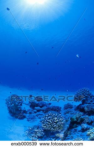 Underwater life View Large Photo Image Stock Photo - Underwater life. Fotosearch