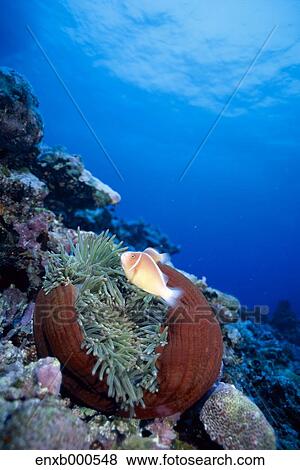 Underwater life View Large Photo Image Stock Photo - Underwater life. Fotosearch